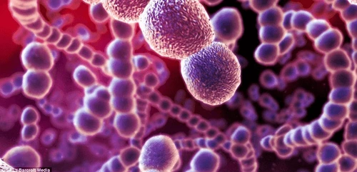 Streptococcus viridans là một nhóm vi khuẩn thuộc chi Streptococcus