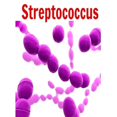 Streptococcus viridans là một nhóm vi khuẩn thuộc họ liên cầu khuẩn