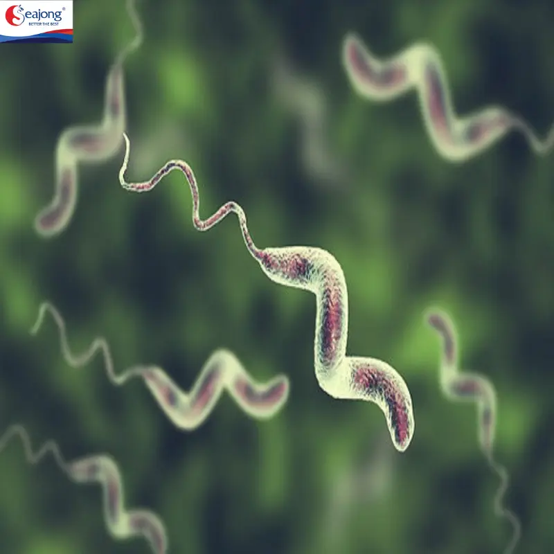 Campylobacter là một chi vi khuẩn gram âm có hình dạng cong đặc trưng