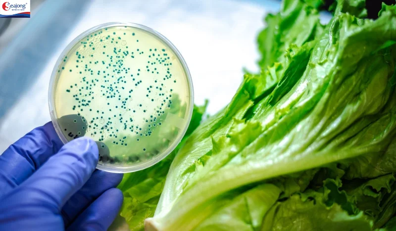 E.coli gây ra các vấn đề sức khỏe nghiêm trọng nếu chủng độc hại xâm nhập