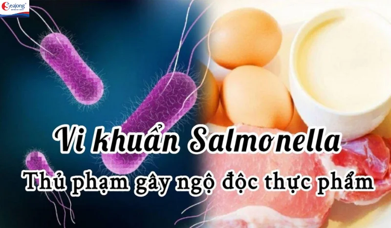 Bệnh đường ruột là bệnh phổ biến nhất do vi khuẩn Salmonella gây ra