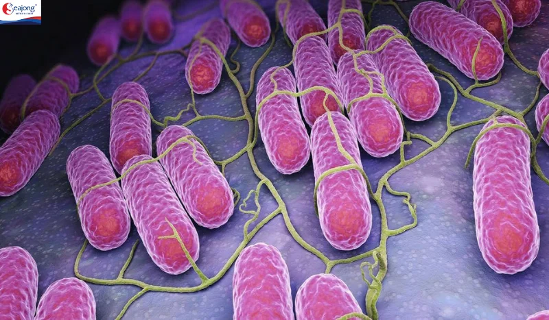 Vi khuẩn Salmonella là một nhóm vi khuẩn gram âm