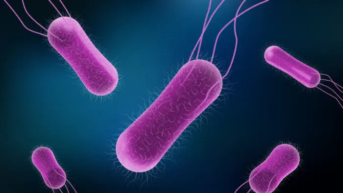 salmonella-vi-khuan-trong-nha-tam