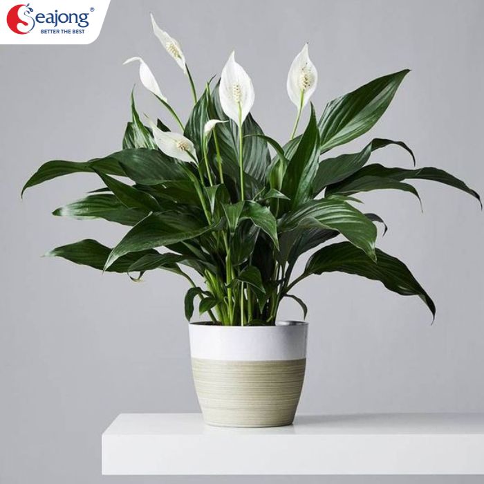 Cây lan ý là lựa chọn đơn giản để cải thiện chất lượng không khí