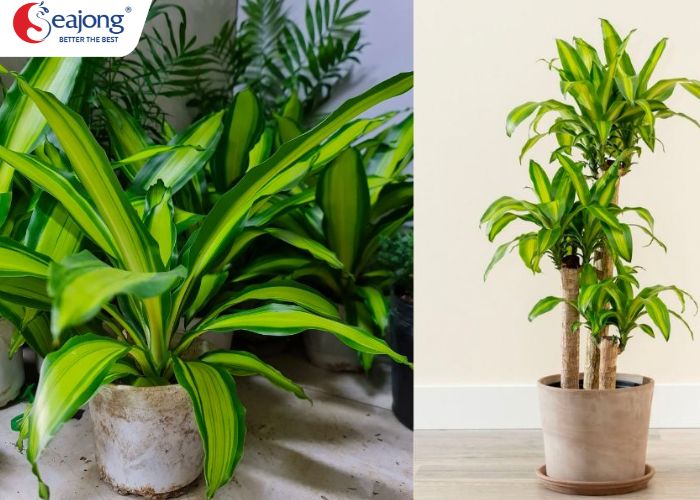 cay-trong-trong-nha-ve-sinh-de-khu-mui-4