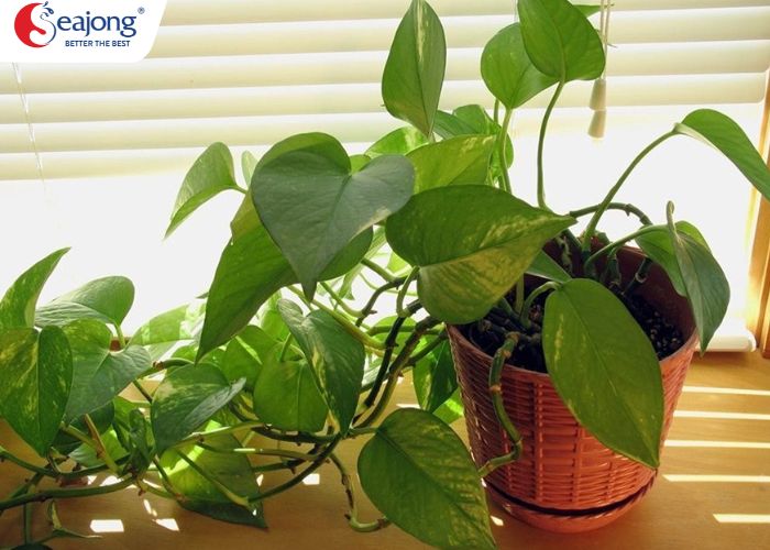 cay-trong-trong-nha-ve-sinh-de-khu-mui-5